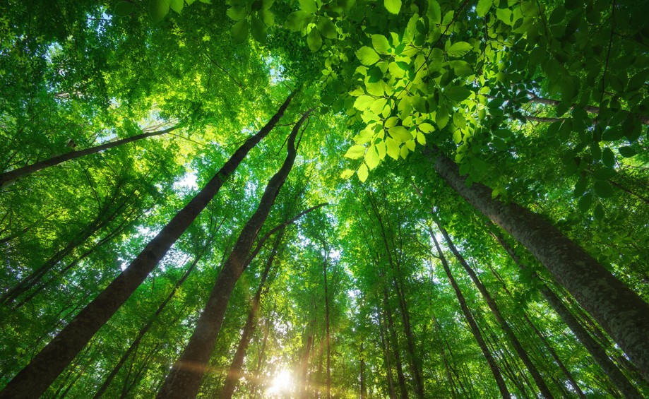 Pre-COP event: International Trends for a Net Zero and Climate-Resilient Future